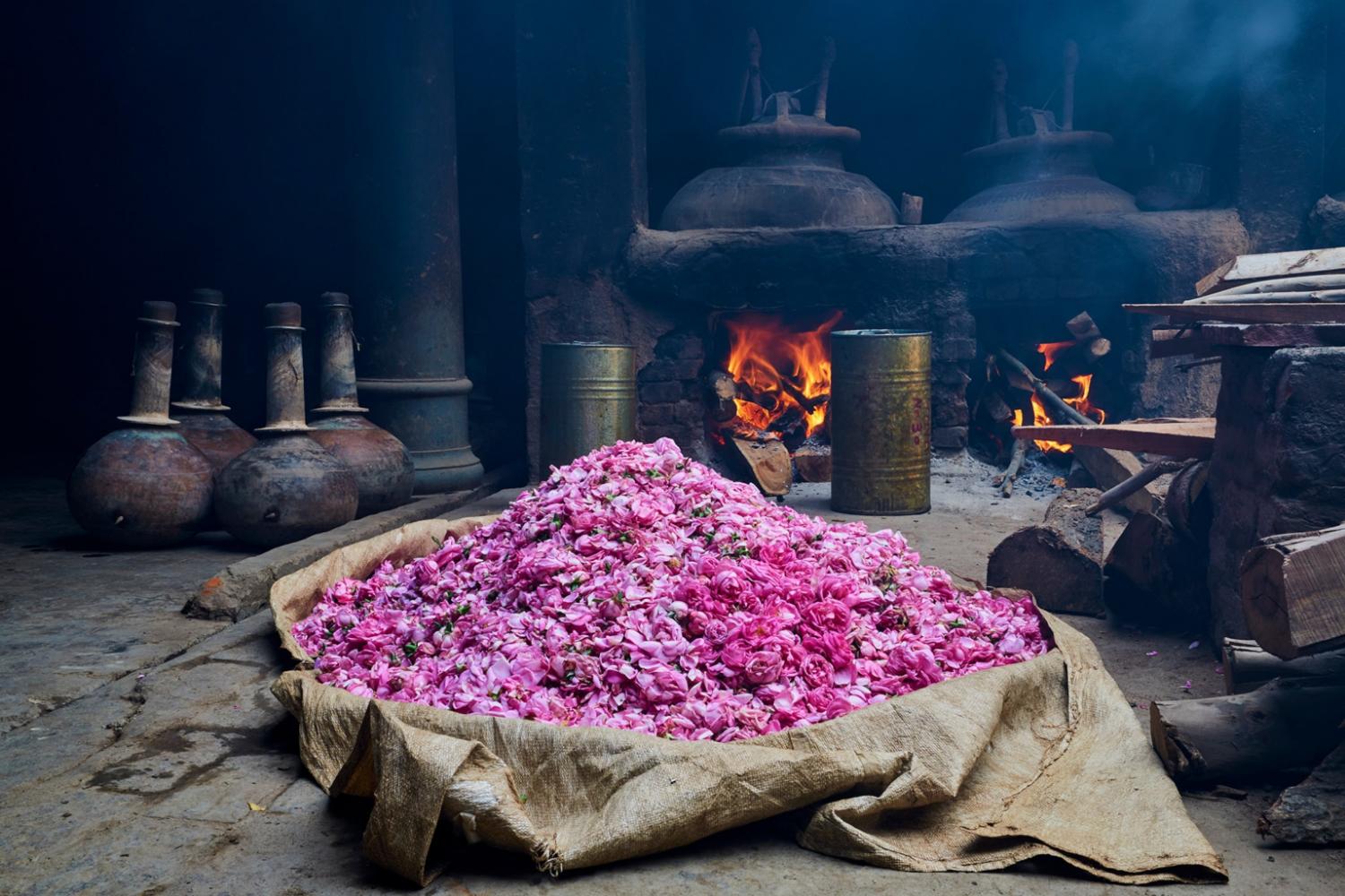 Rose petals for attar